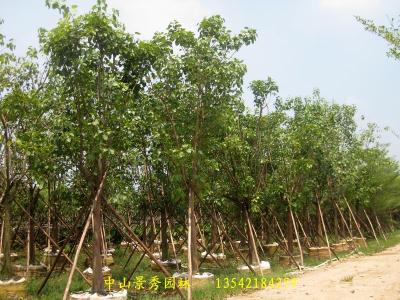 菩提榕